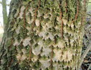 Populus alba